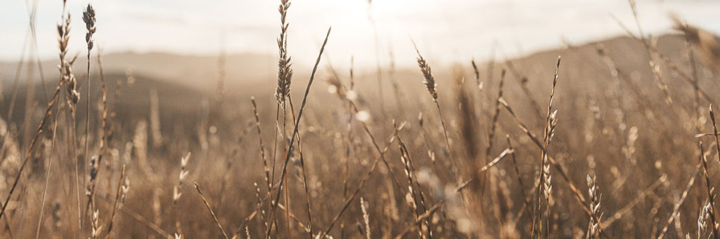 Hot dry, field Photo by Brandon Weekes on Unsplash