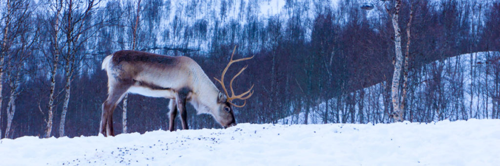 Reindeer in Norway, Photo by Warren Sammut on Unsplash