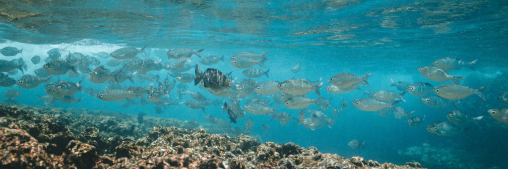 Fish swimming over a coral reef Photo by Jakob Owens on Unsplash