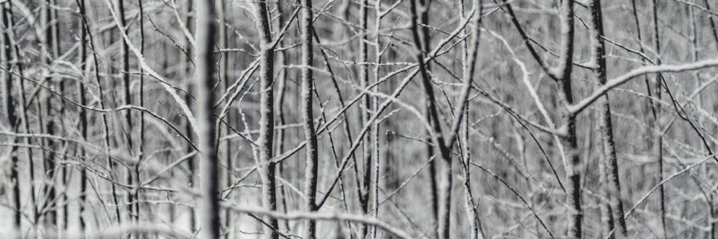 Trees in snow, US, Photo by Alexey Kuzmin on Unsplash