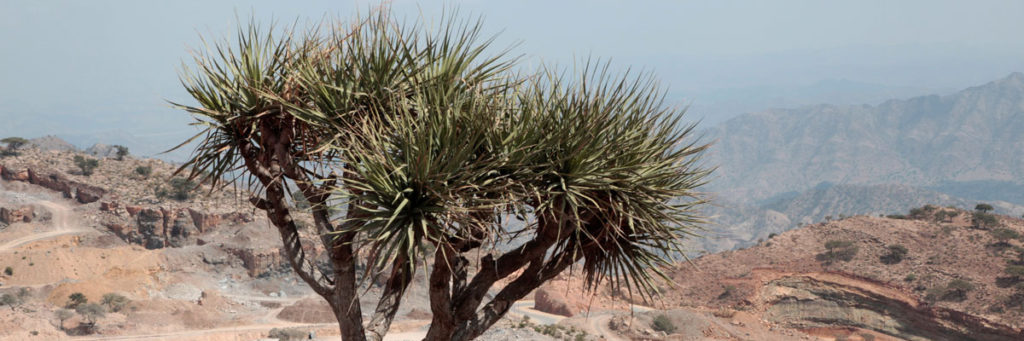 Tree in desert, Ethiopia